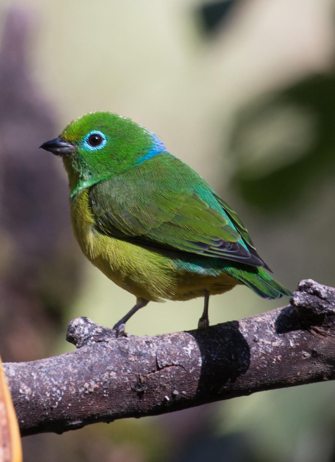 Blue-naped Chlorophonia Photo by Roblyn Brown