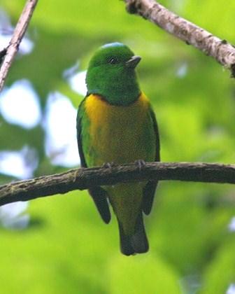 Blue-crowned Chlorophonia Photo by Amy McAndrews