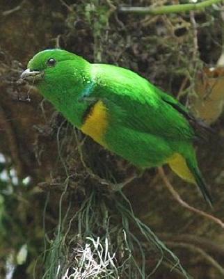 Blue-crowned Chlorophonia Photo by Amy McAndrews