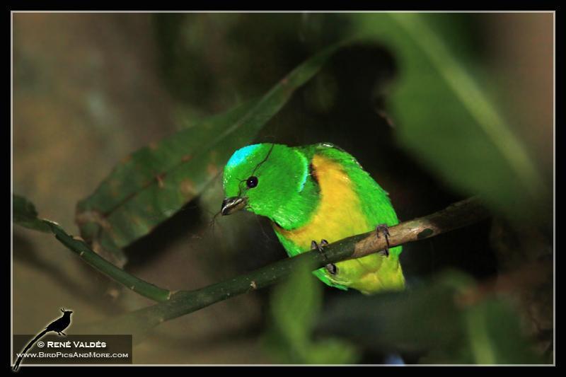 Blue-crowned Chlorophonia Photo by Rene Valdes