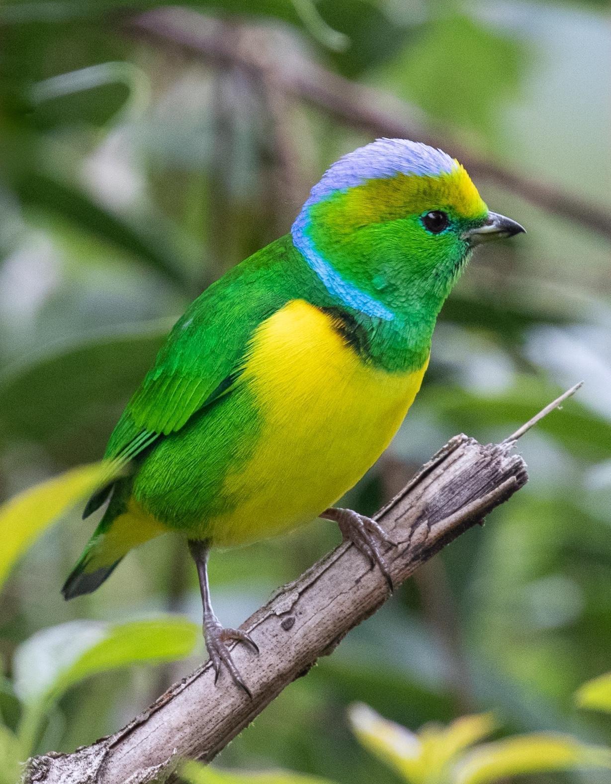Golden-browed Chlorophonia Photo by Kate Persons