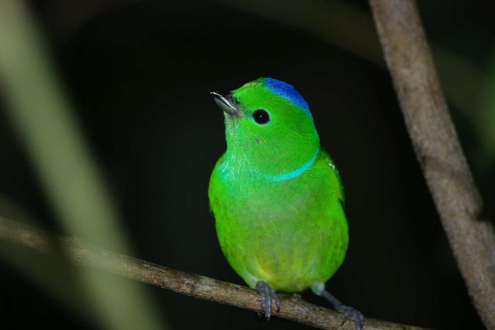 Golden-browed Chlorophonia Photo by Andrea Brannen