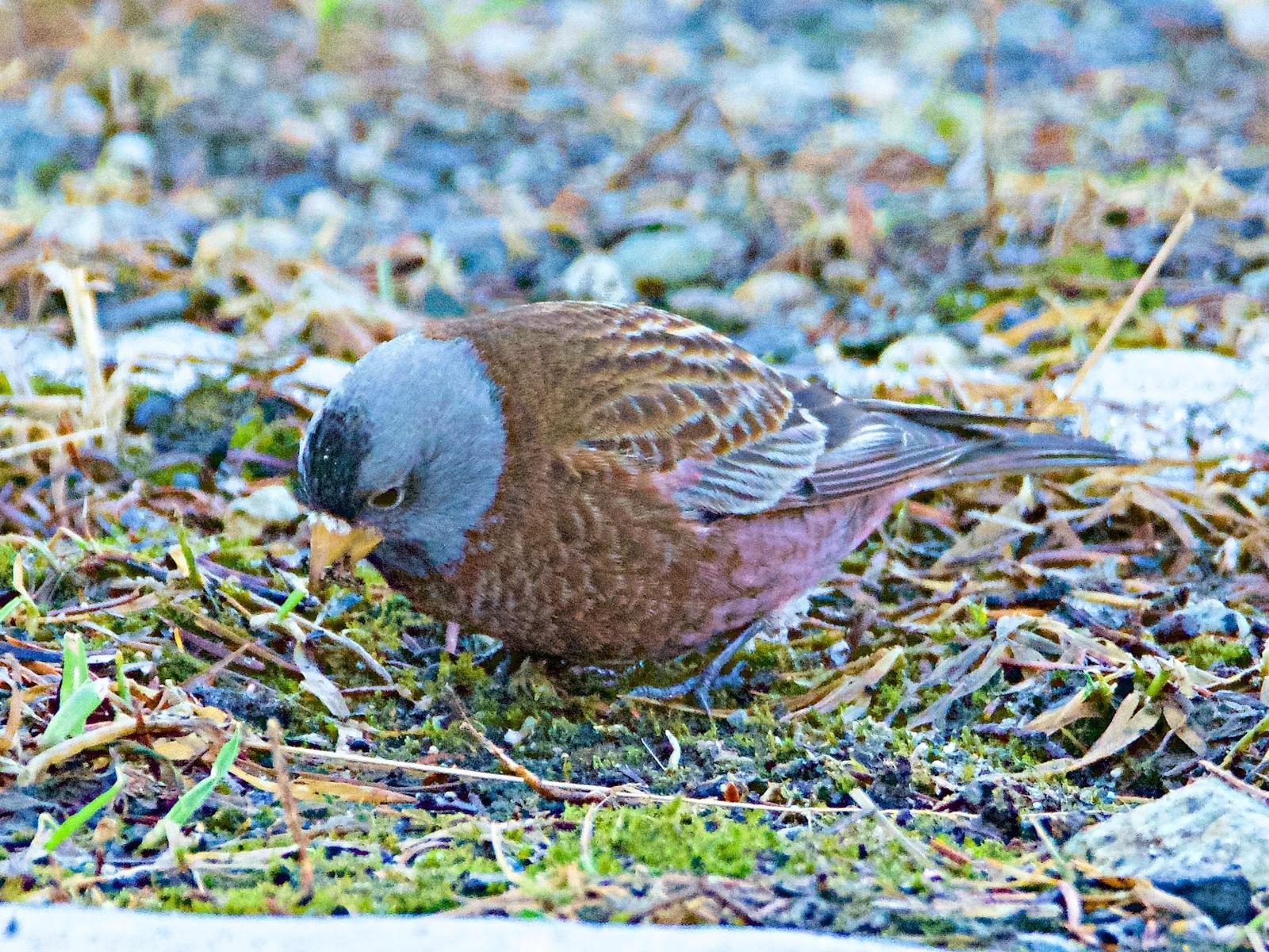 Gray-crowned Rosy-Finch (Hepburn's) Photo by Brian Avent