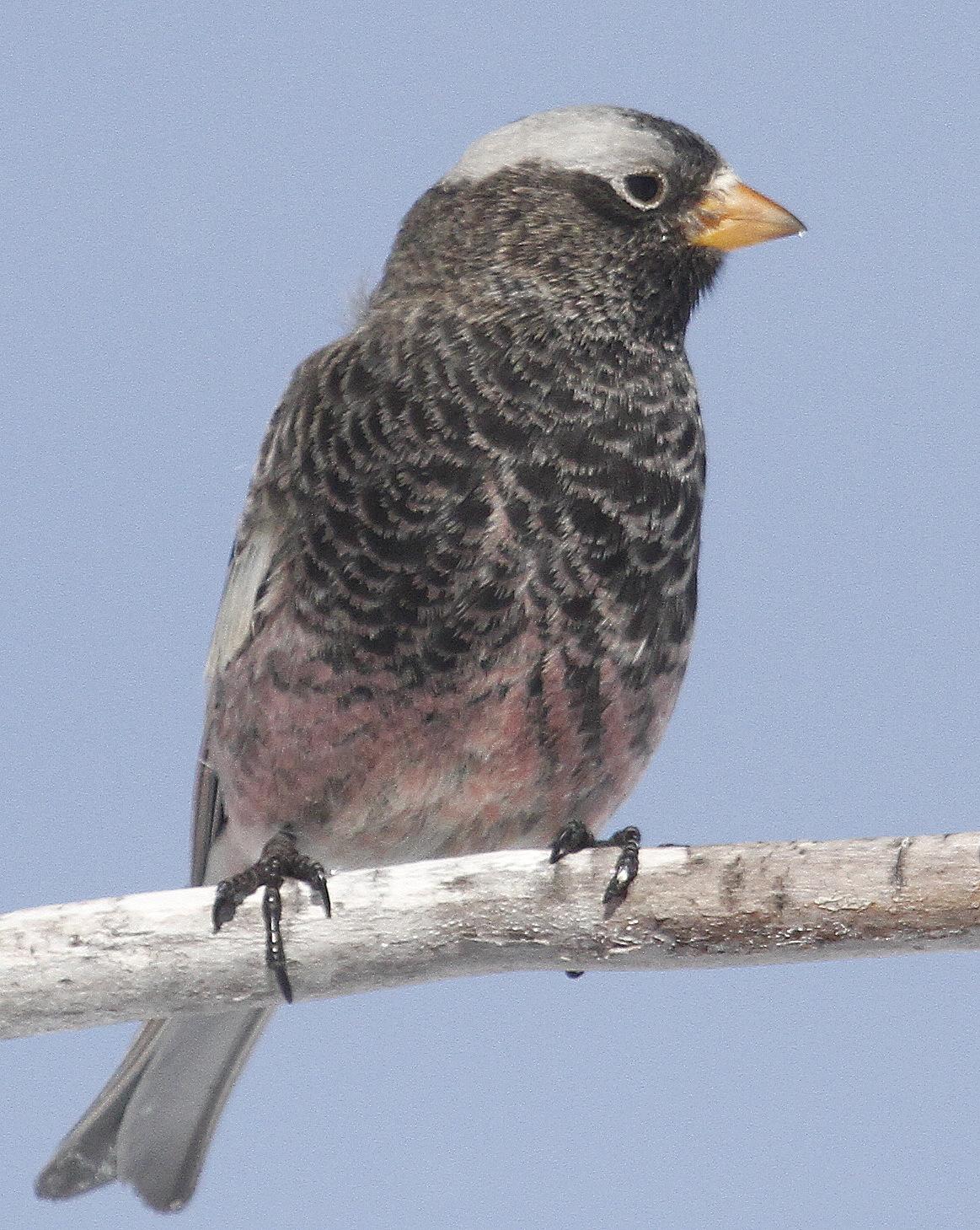 Black Rosy-Finch Photo by Isaac Sanchez