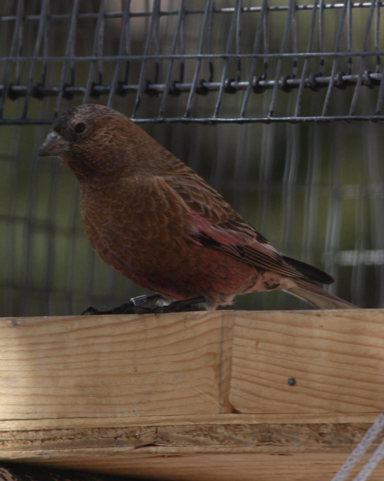 Brown-capped Rosy-Finch Photo by Tim Schreckengost