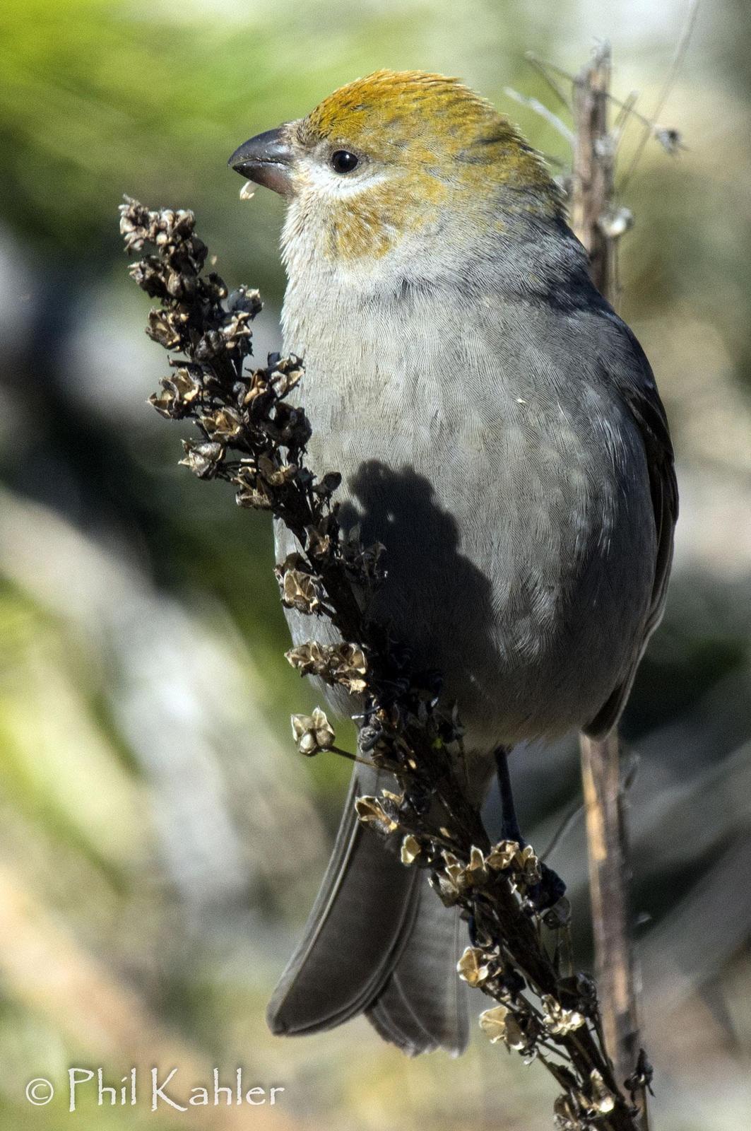 Pine Grosbeak Photo by Phil Kahler