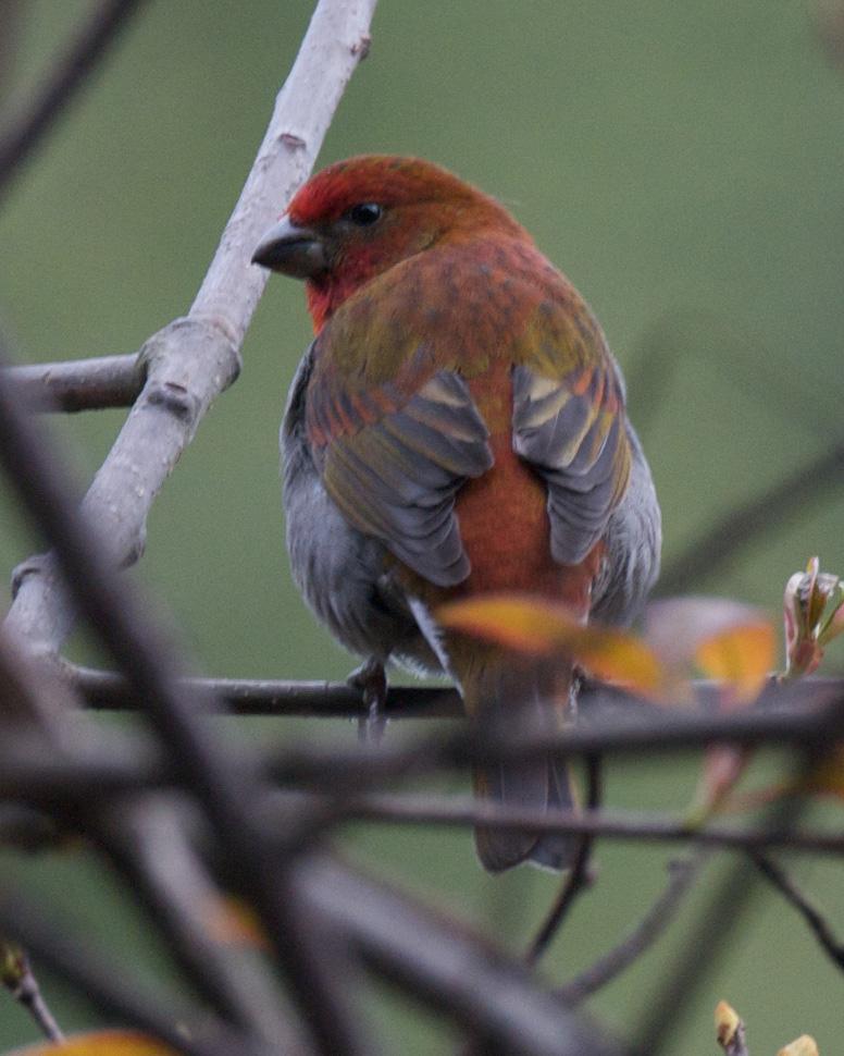 Crimson-browed Finch Photo by David Bishop