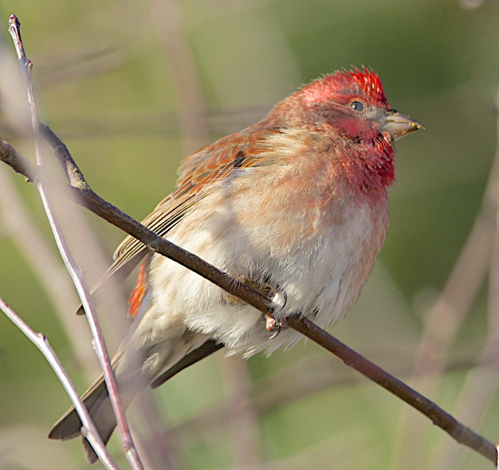 Purple Finch Photo by Brian Avent