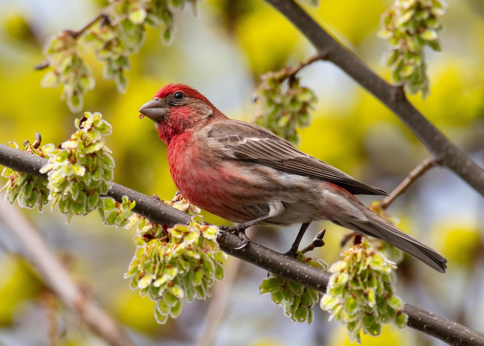 Purple Finch (Eastern) Photo by Hume Vance