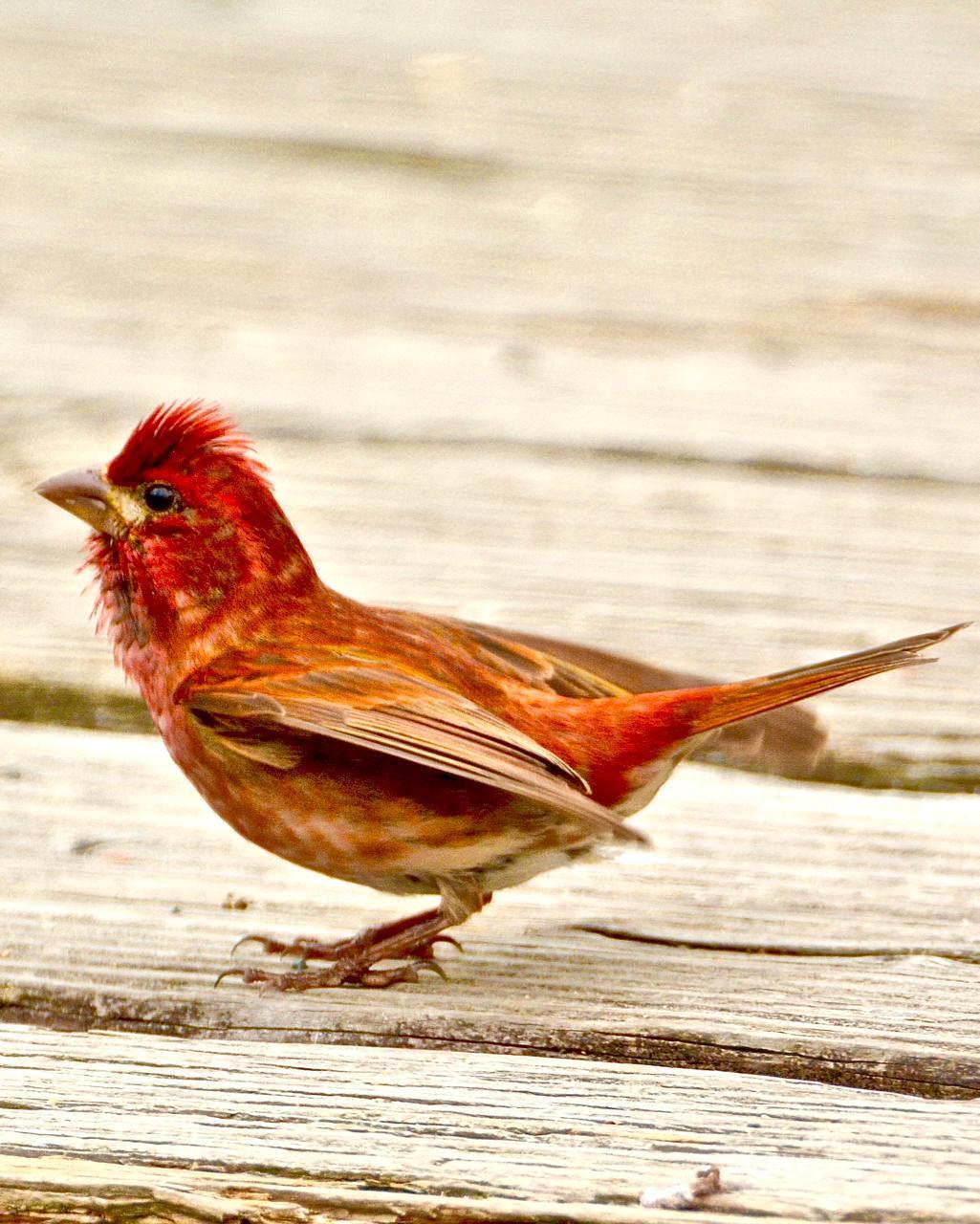 Purple Finch (Western) Photo by Brian Avent