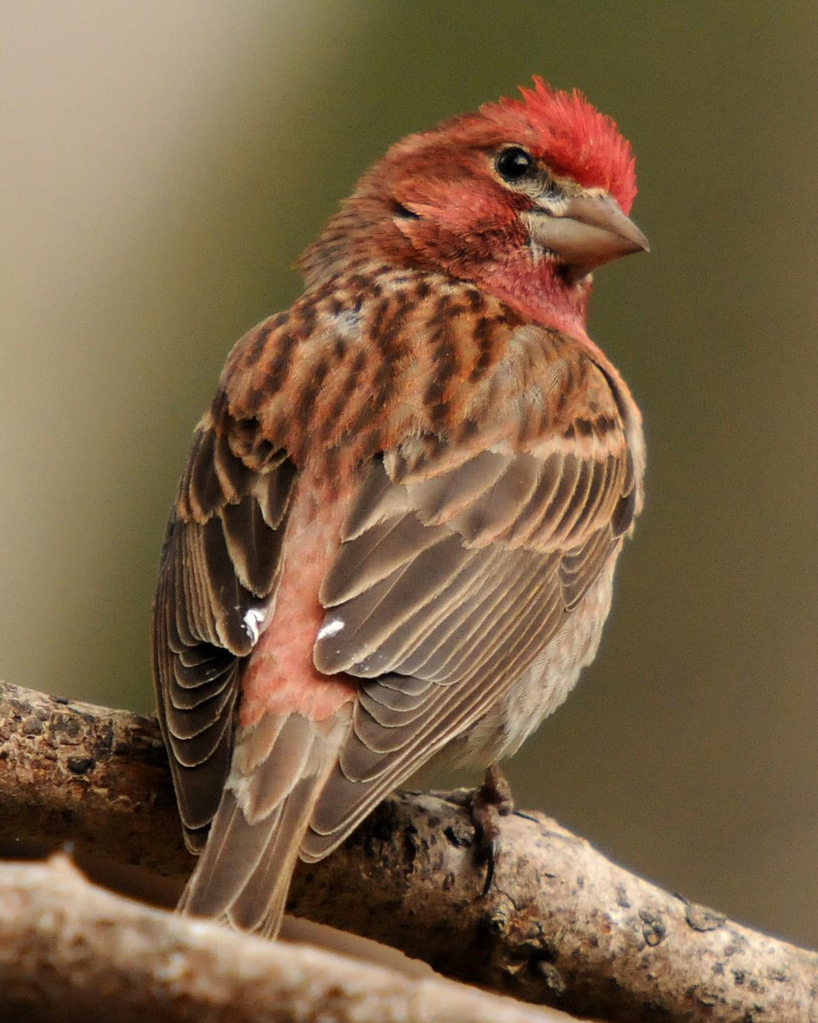Cassin's Finch Photo by BECKY_WYLIE
