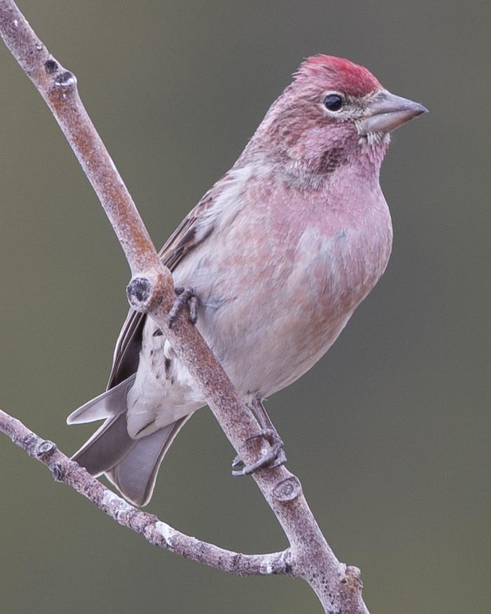 Cassin's Finch Photo by Jeff Moore