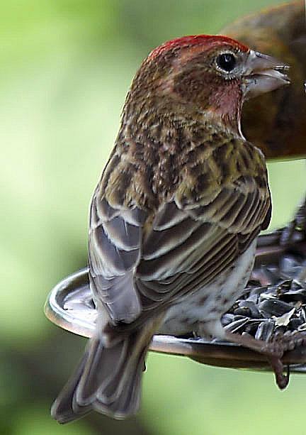 Cassin's Finch Photo by Dan Tallman