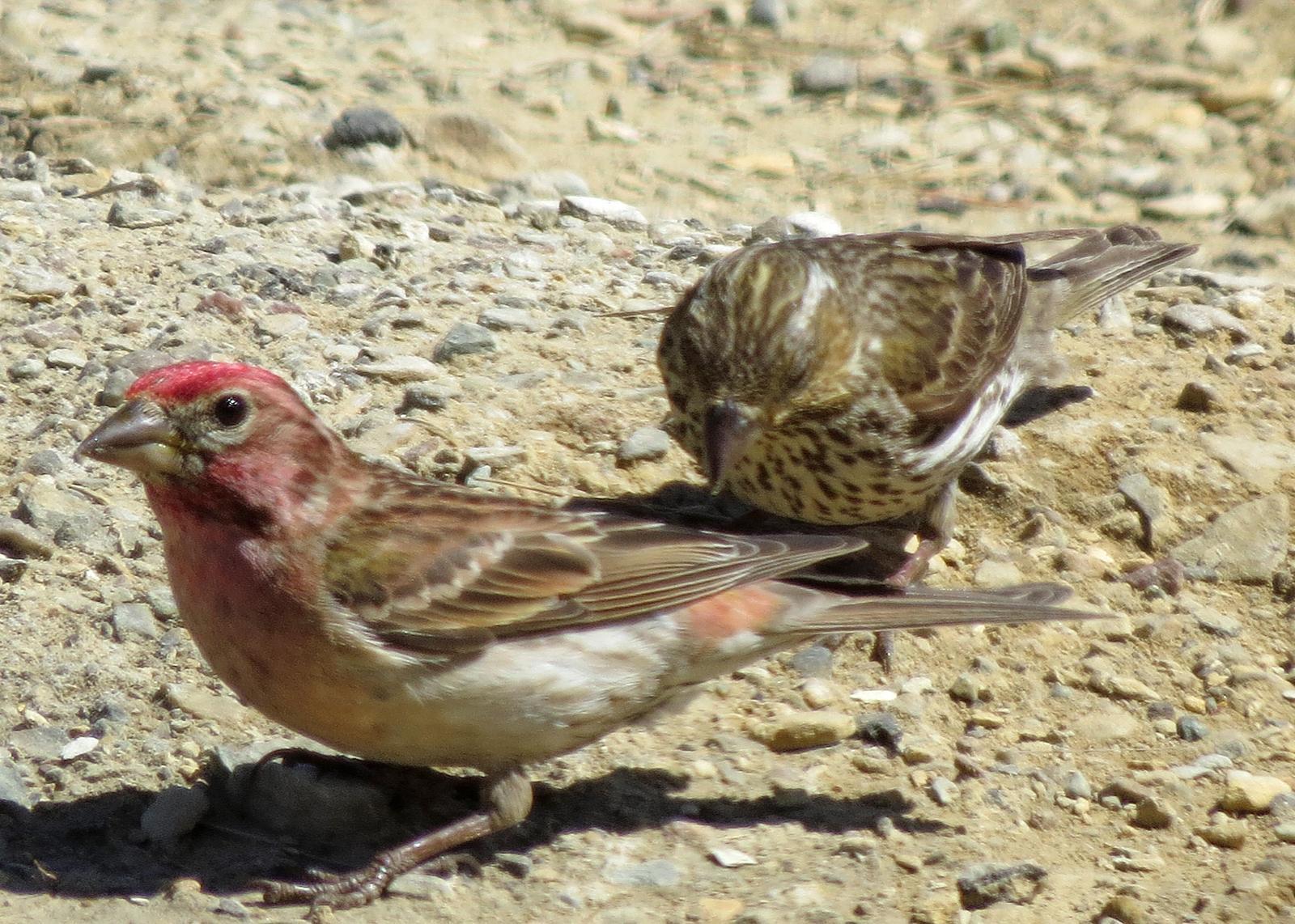 Cassin's Finch Photo by Kelly Preheim