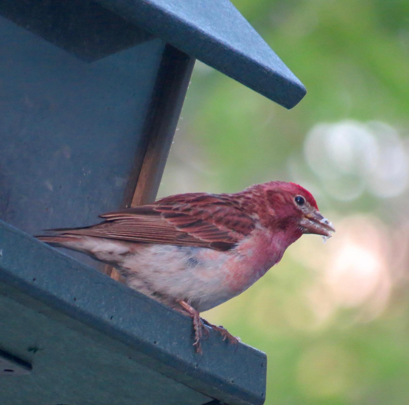 Cassin's Finch Photo by Don Glasco