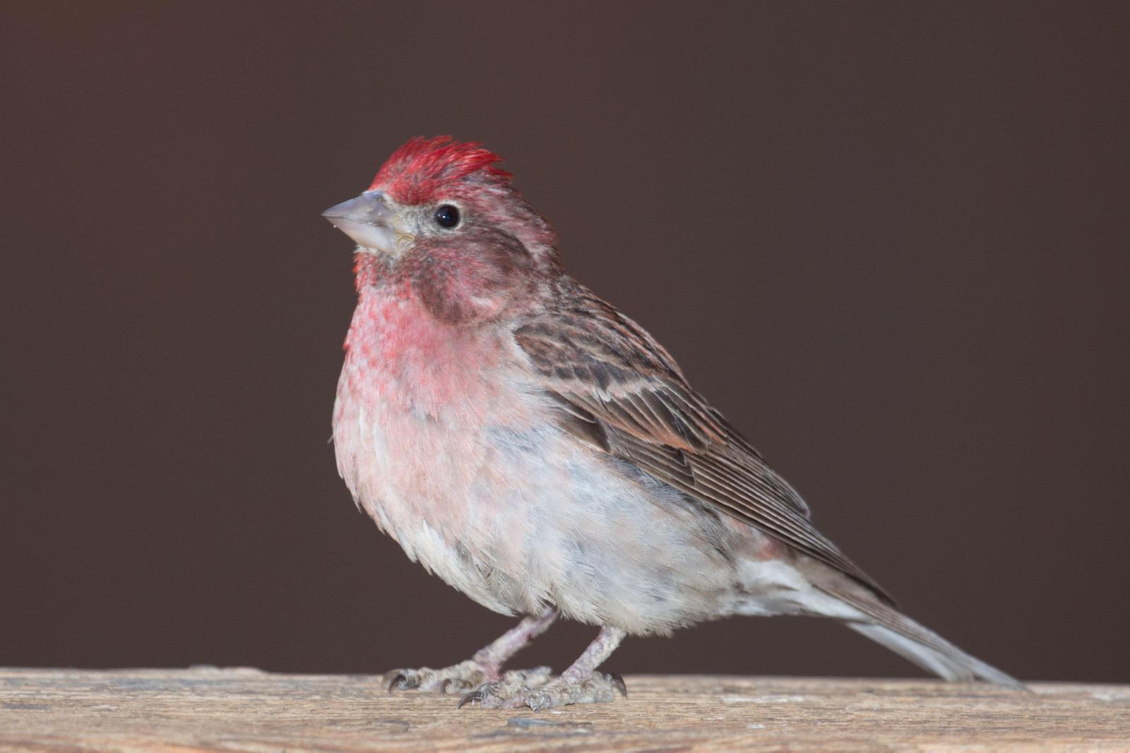 Cassin's Finch Photo by Donna Pomeroy