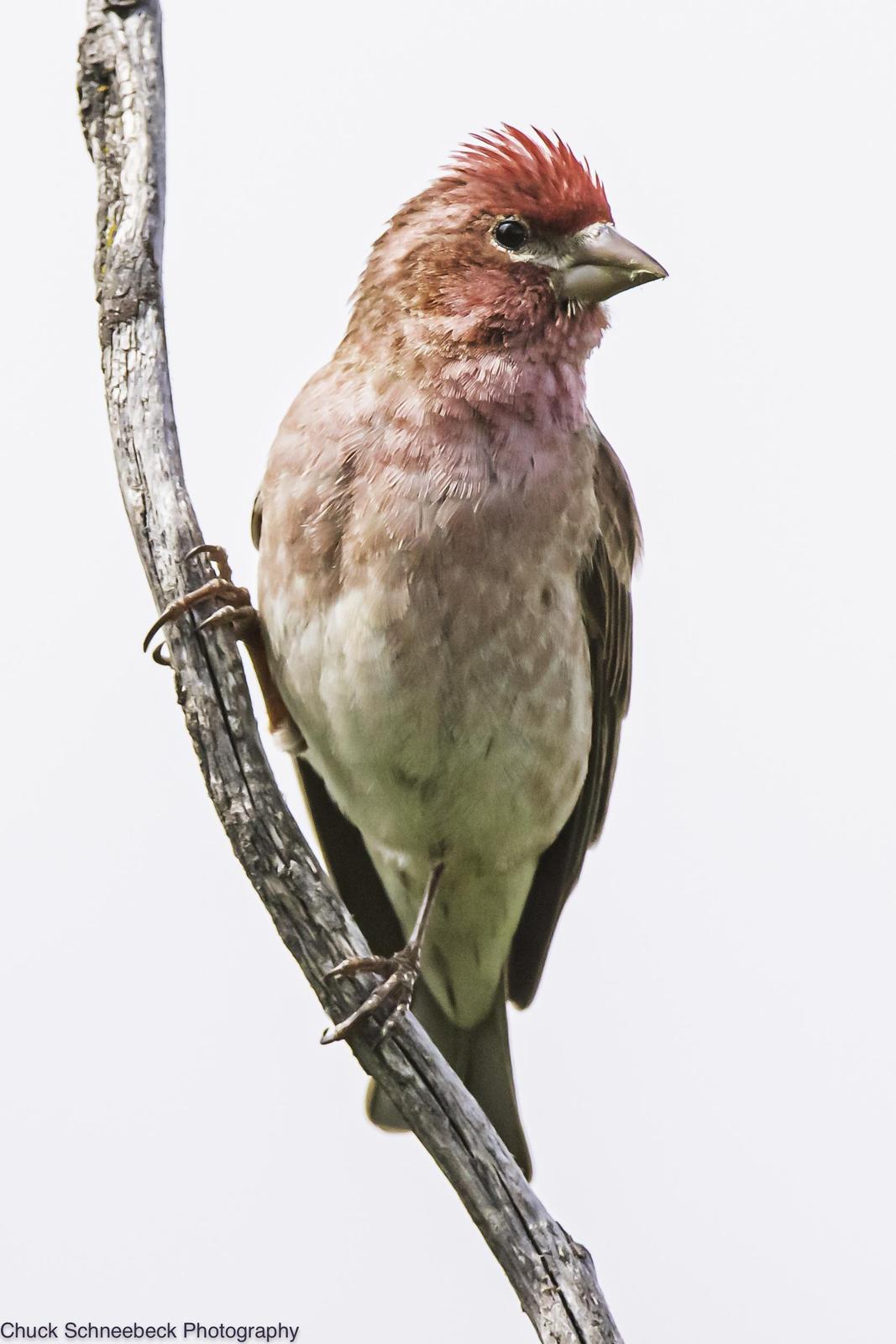Cassin's Finch Photo by Chuck  Schneebeck