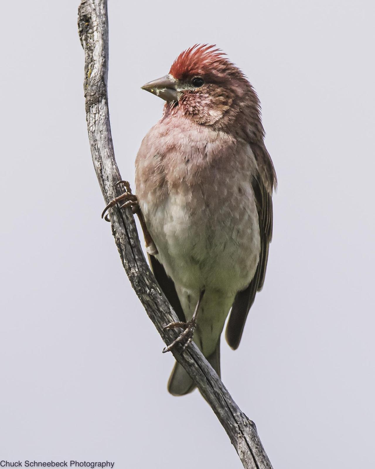Cassin's Finch Photo by Chuck  Schneebeck