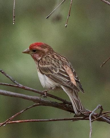 Cassin's Finch Photo by Gerald Hoekstra