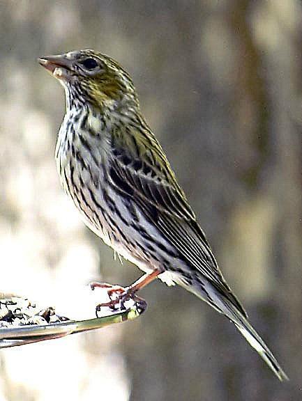 Cassin's Finch Photo by Dan Tallman