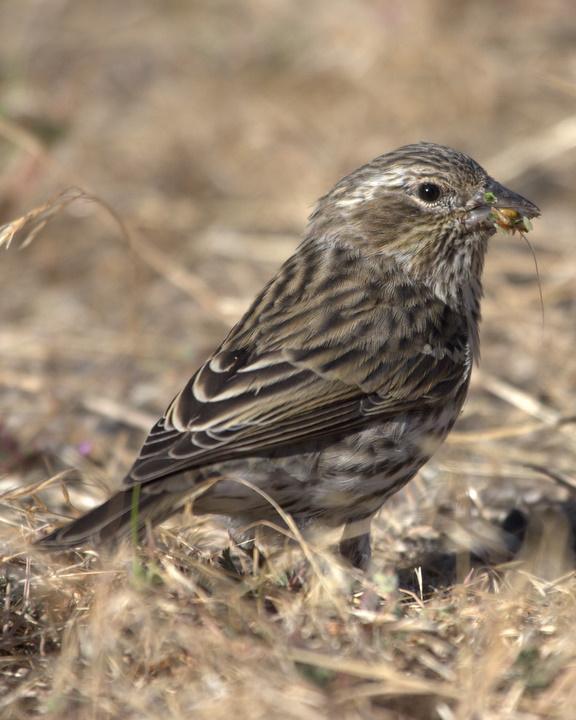 Cassin's Finch Photo by Mat Gilfedder