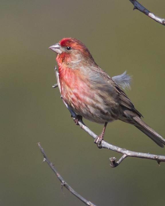 House Finch Photo by Anthony Gliozzo