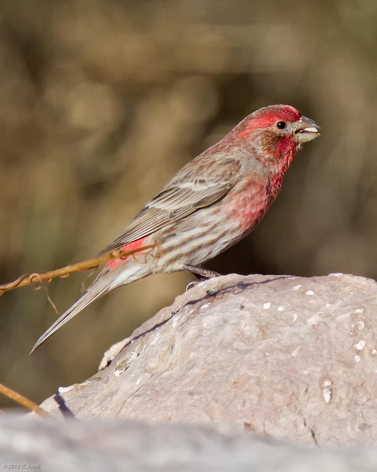 House Finch Photo by JC Knoll