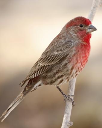 House Finch Photo by Rene Valdes