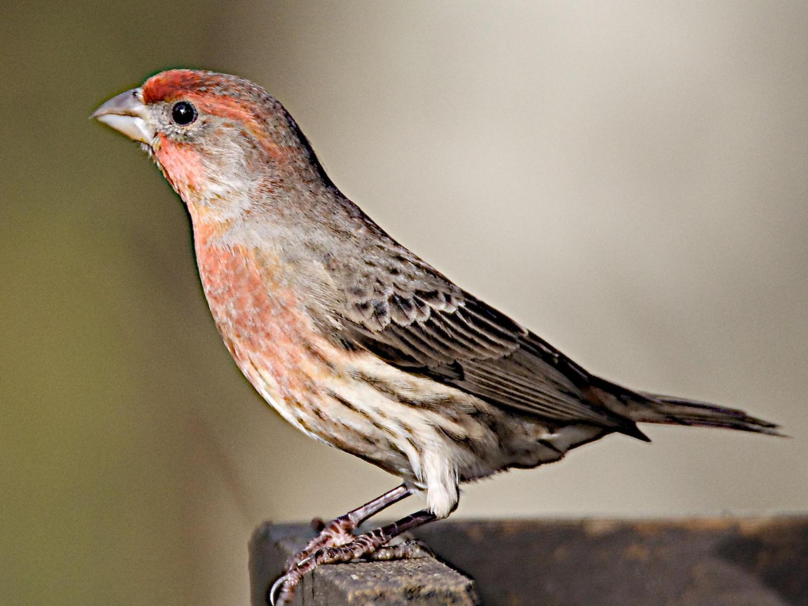 House Finch Photo by Brian Avent