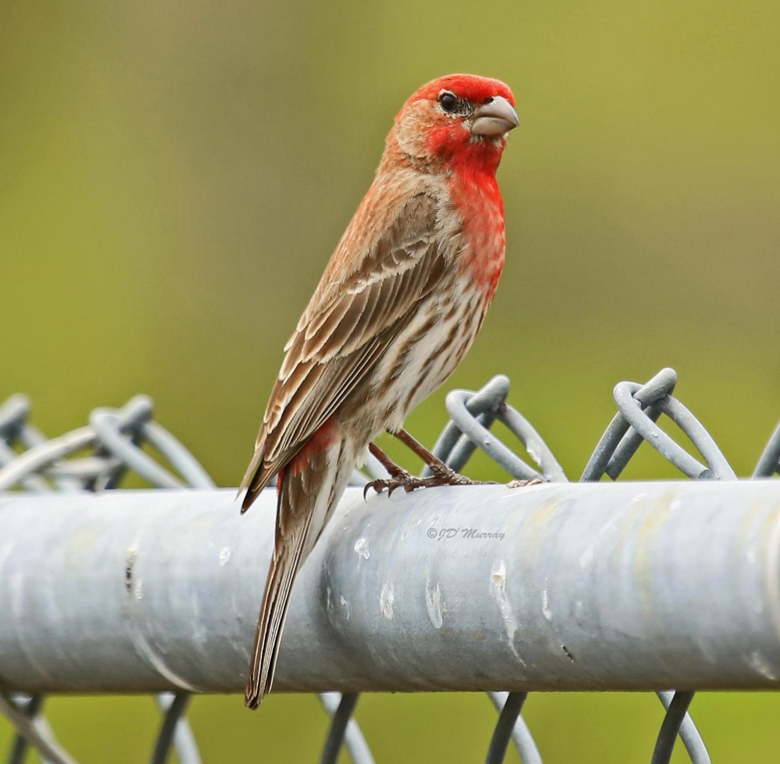 House Finch Photo by Jim  Murray
