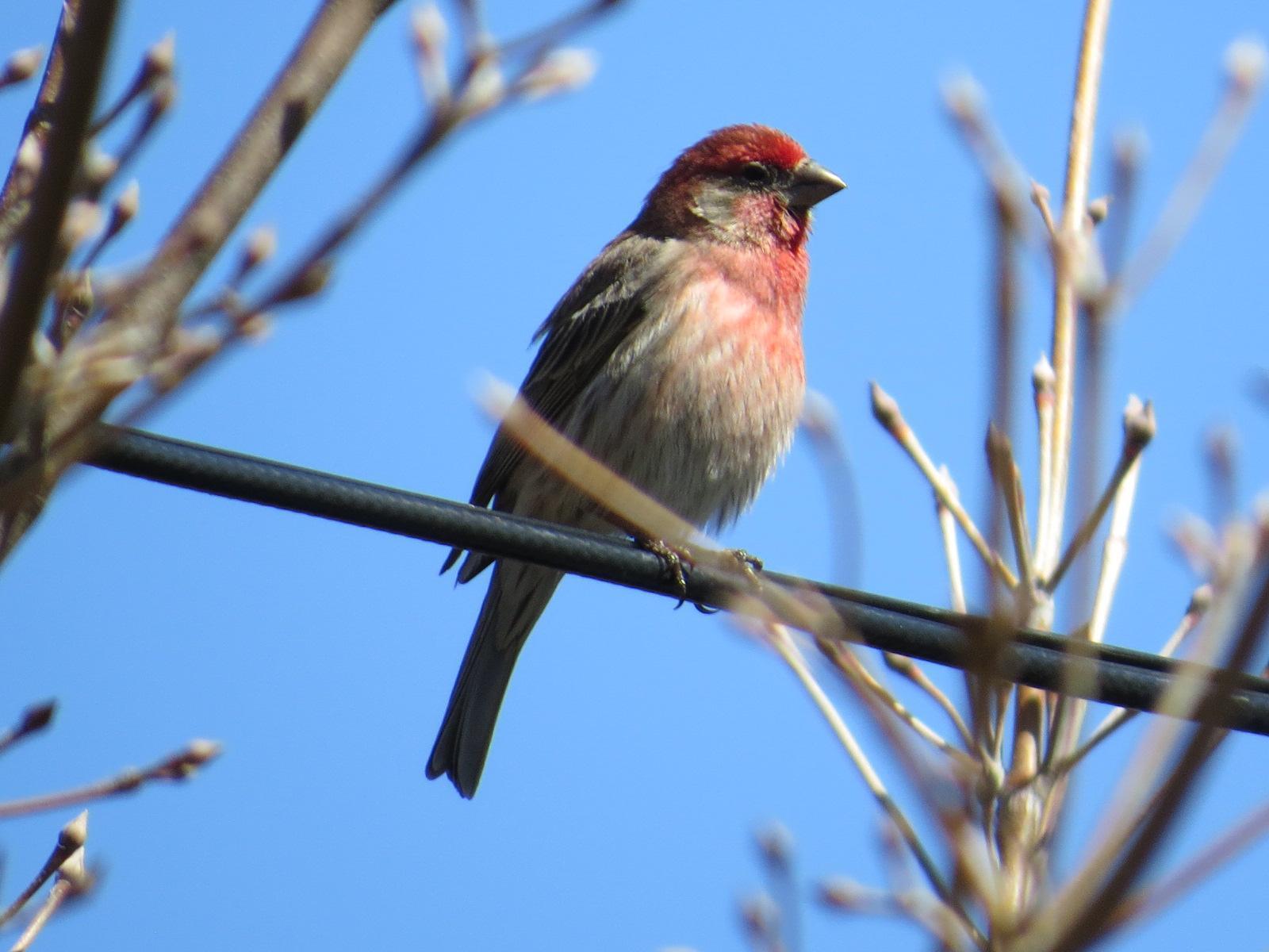House Finch Photo by Kathy Wooding