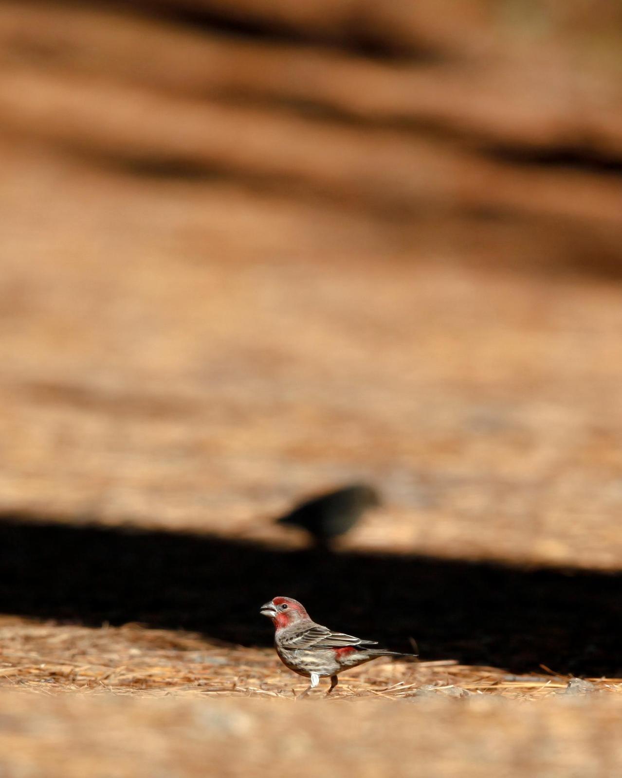 House Finch Photo by Lucy Wightman