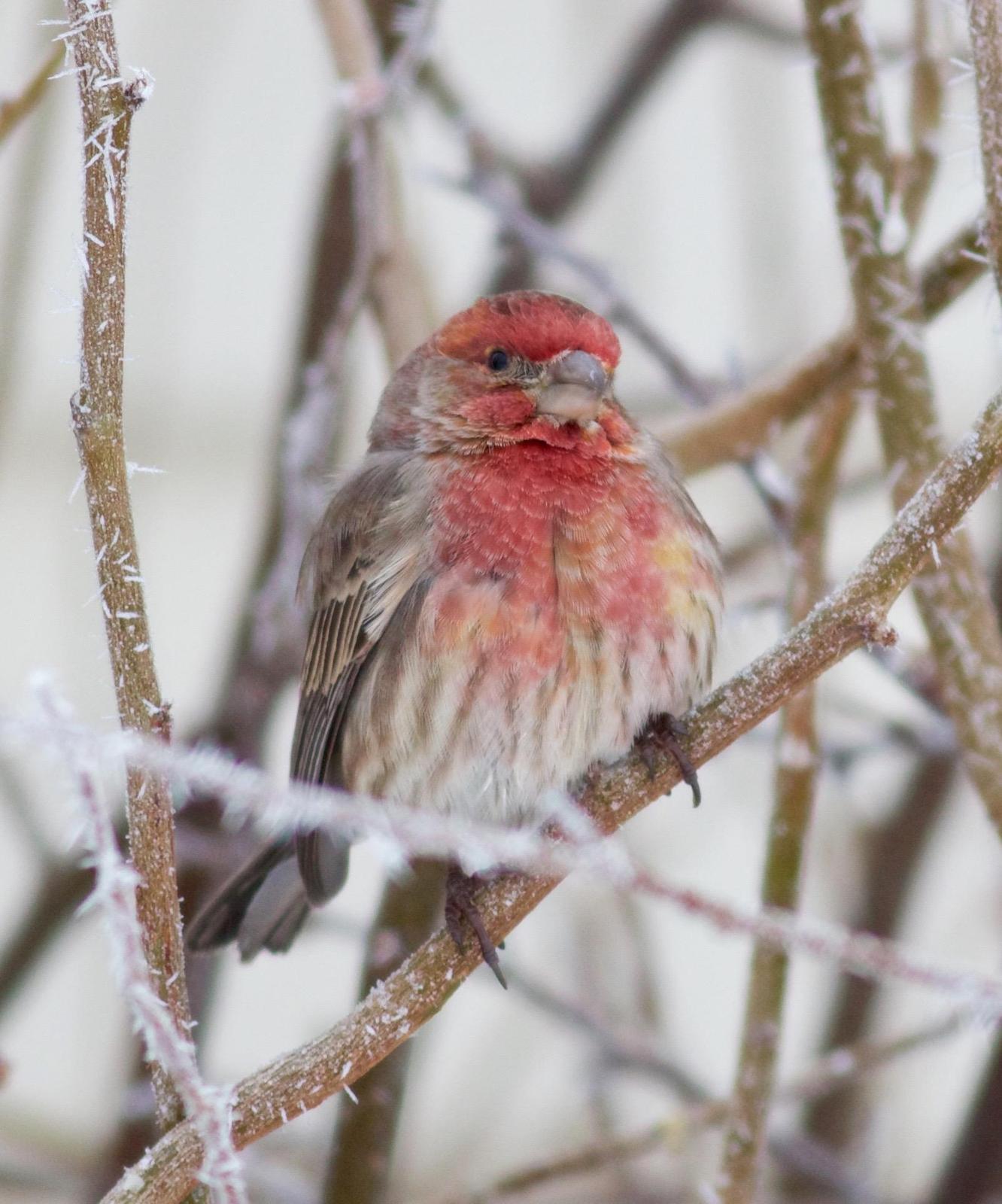 House Finch Photo by Kathryn Keith
