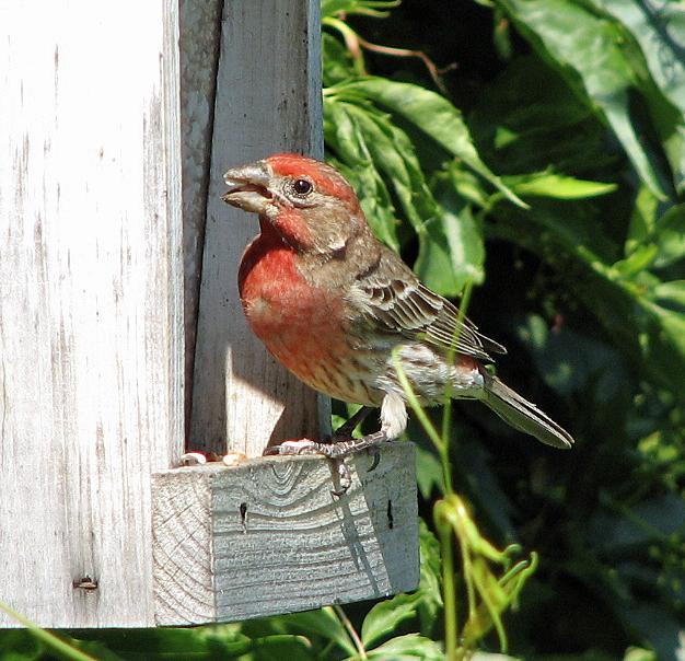 House Finch Photo by Tom Gannon
