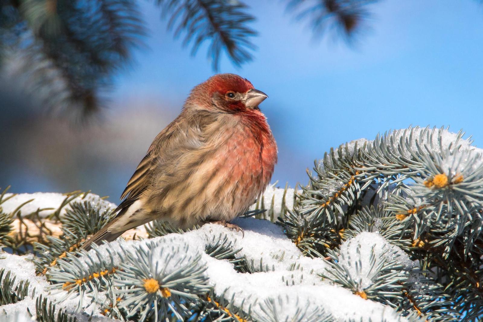 House Finch Photo by Gerald Hoekstra