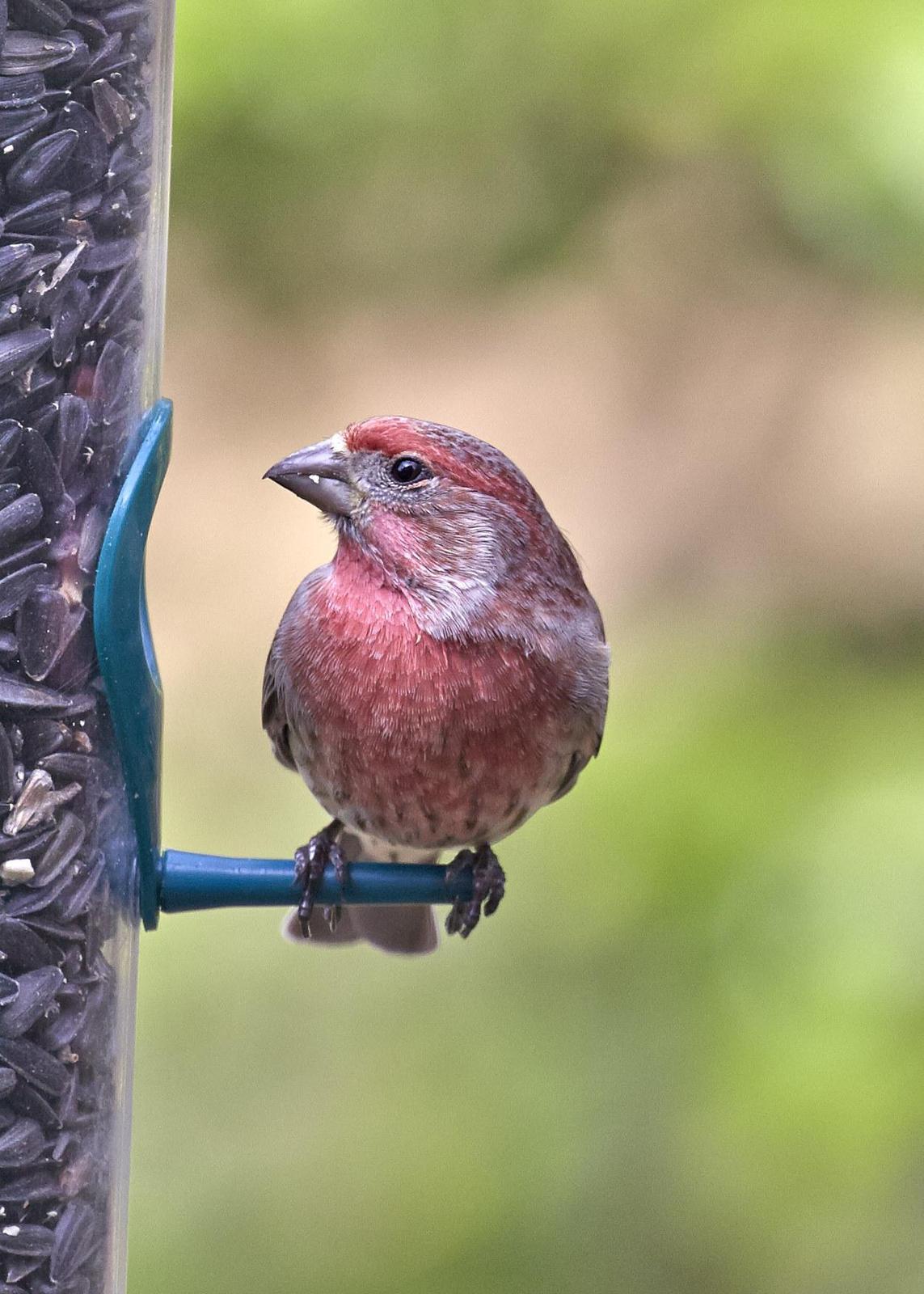 House Finch Photo by Eric Eisenstadt