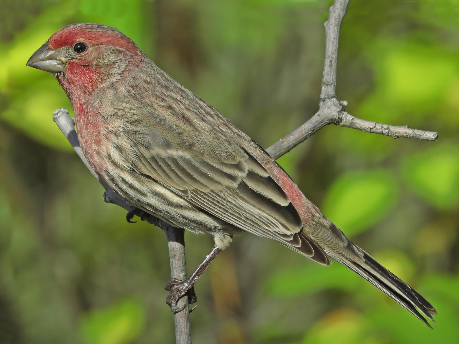 House Finch Photo by Bob Neugebauer