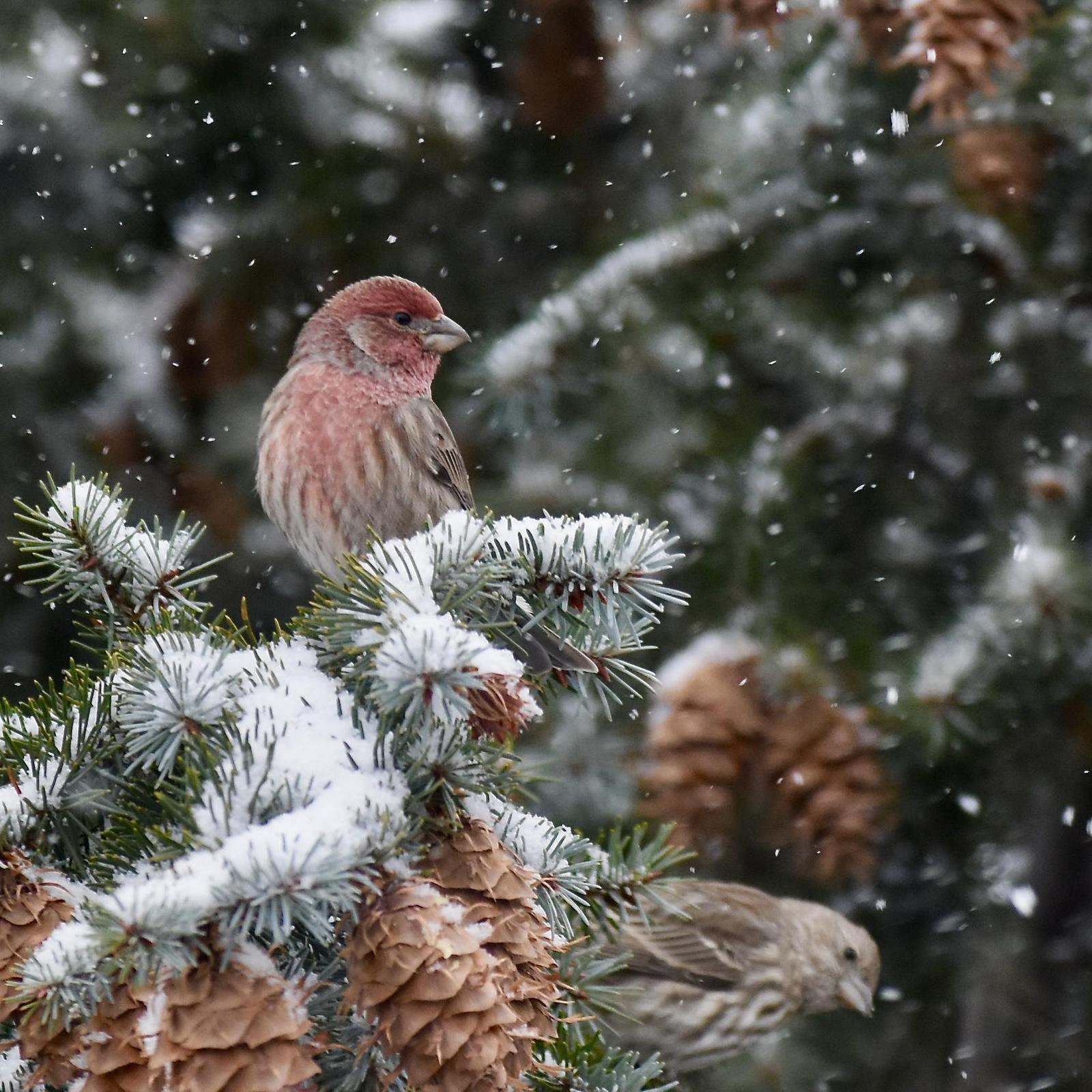 House Finch Photo by Evelyn [aret