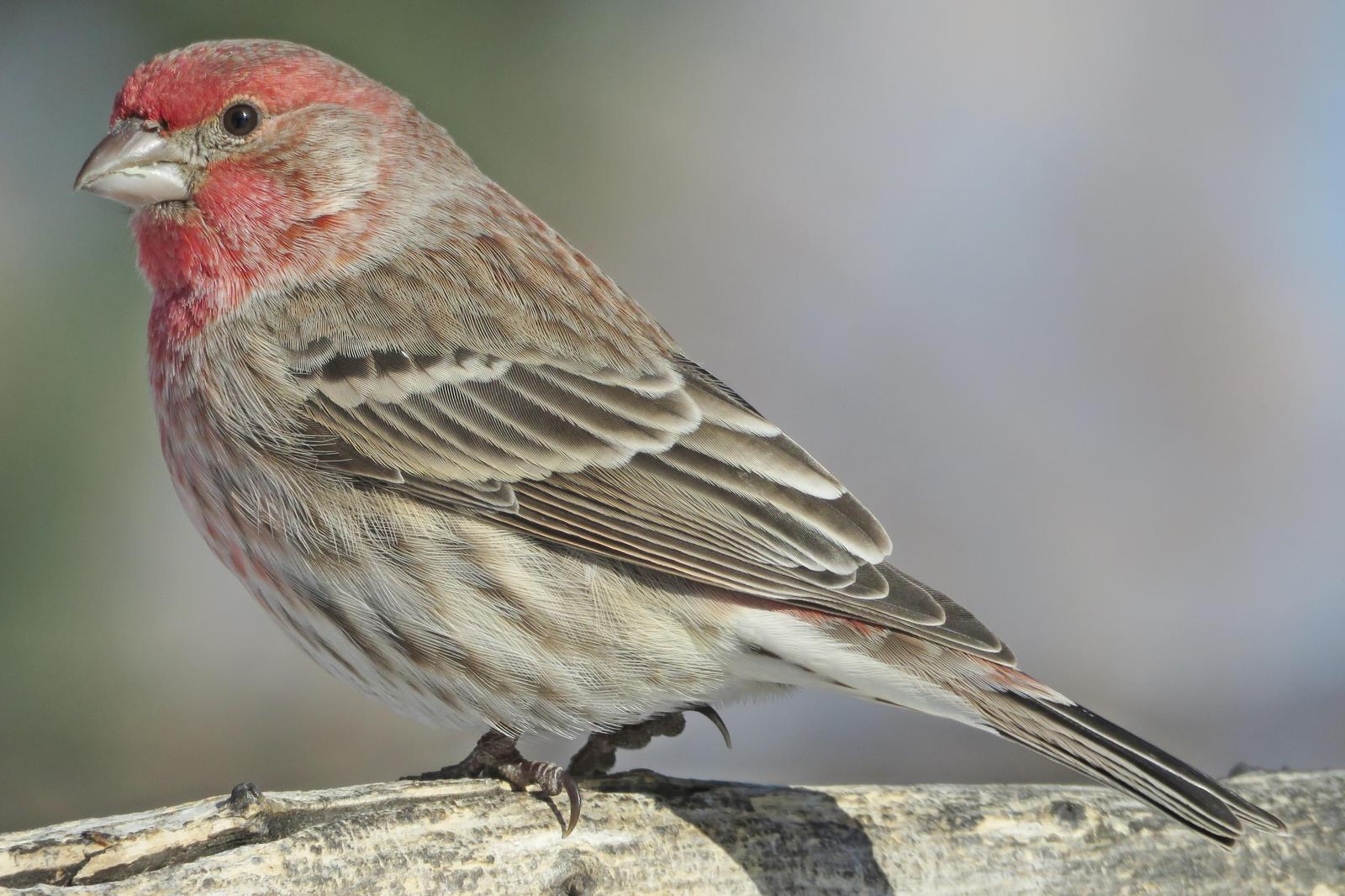 House Finch Photo by Bob Neugebauer