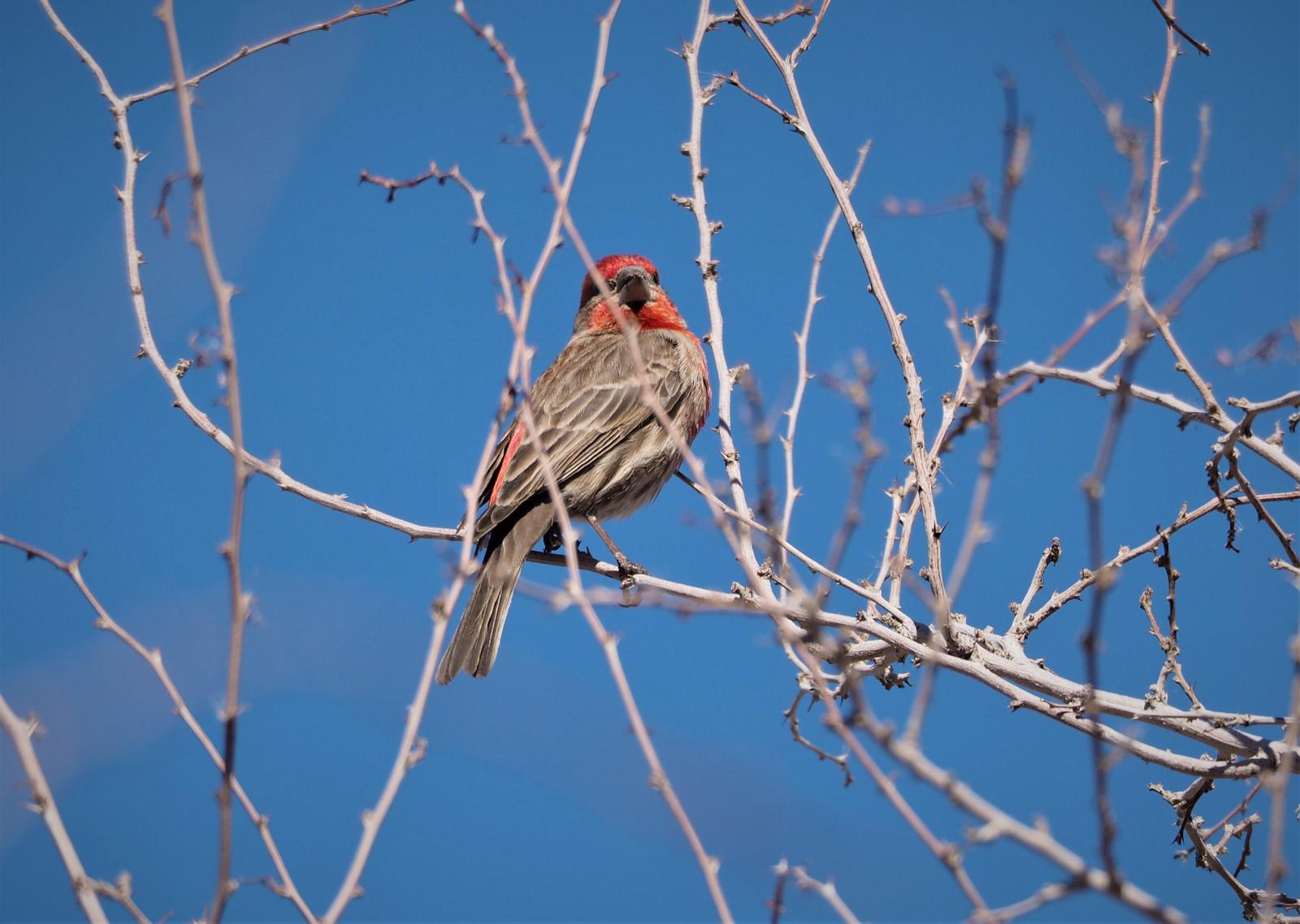 House Finch Photo by Colin Hill