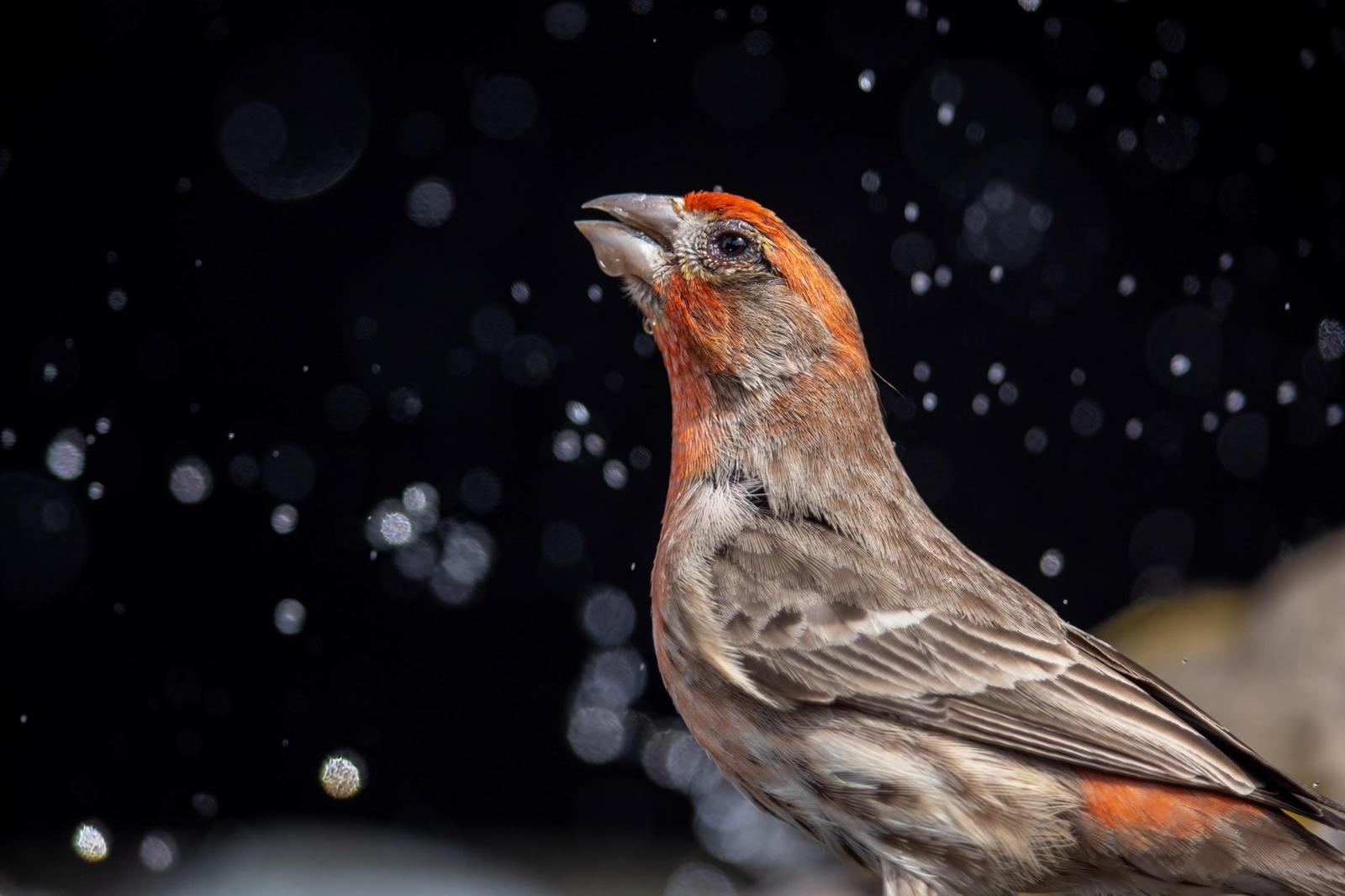 House Finch Photo by Tom Ford-Hutchinson