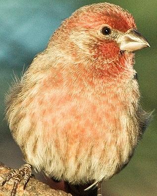 House Finch Photo by Pete Myers