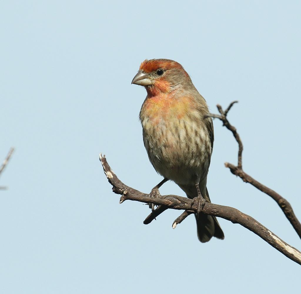 House Finch Photo by Vicki Miller
