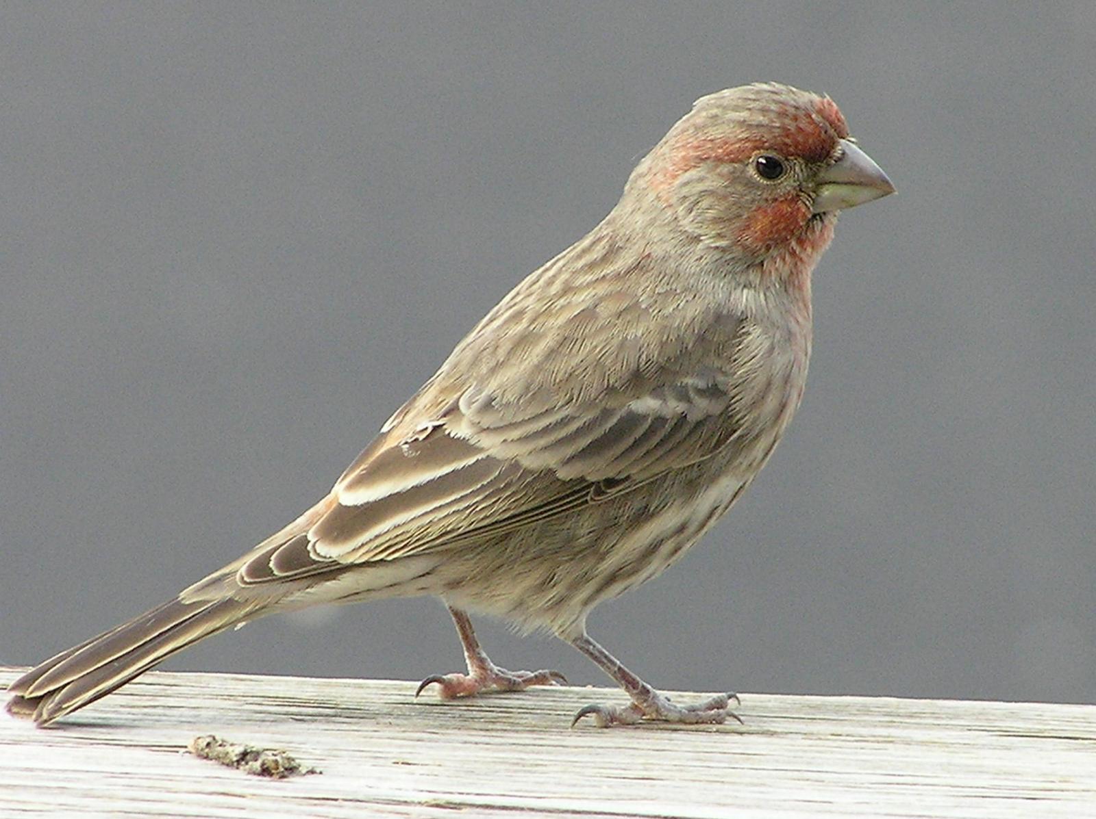 House Finch Photo by Roseanne CALECA