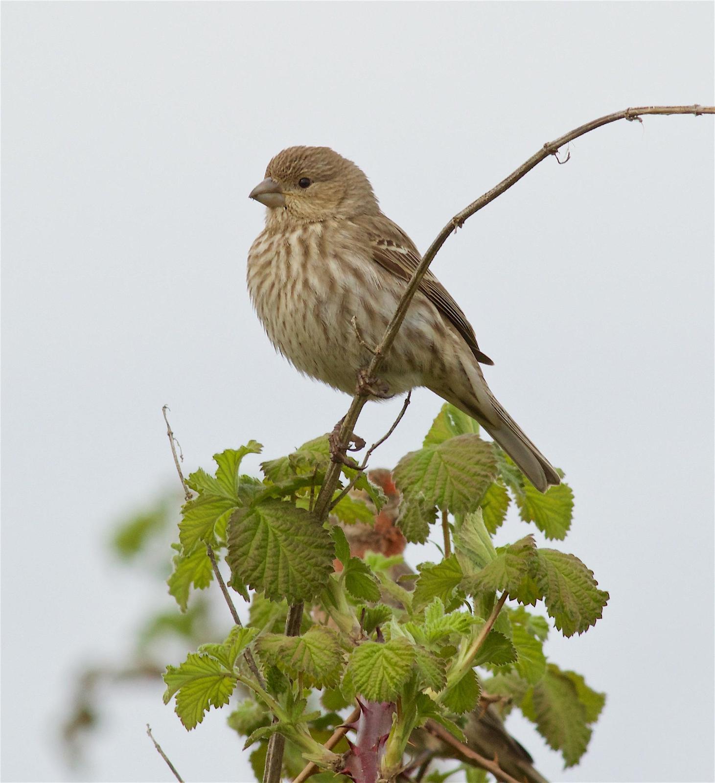 House Finch Photo by Kathryn Keith