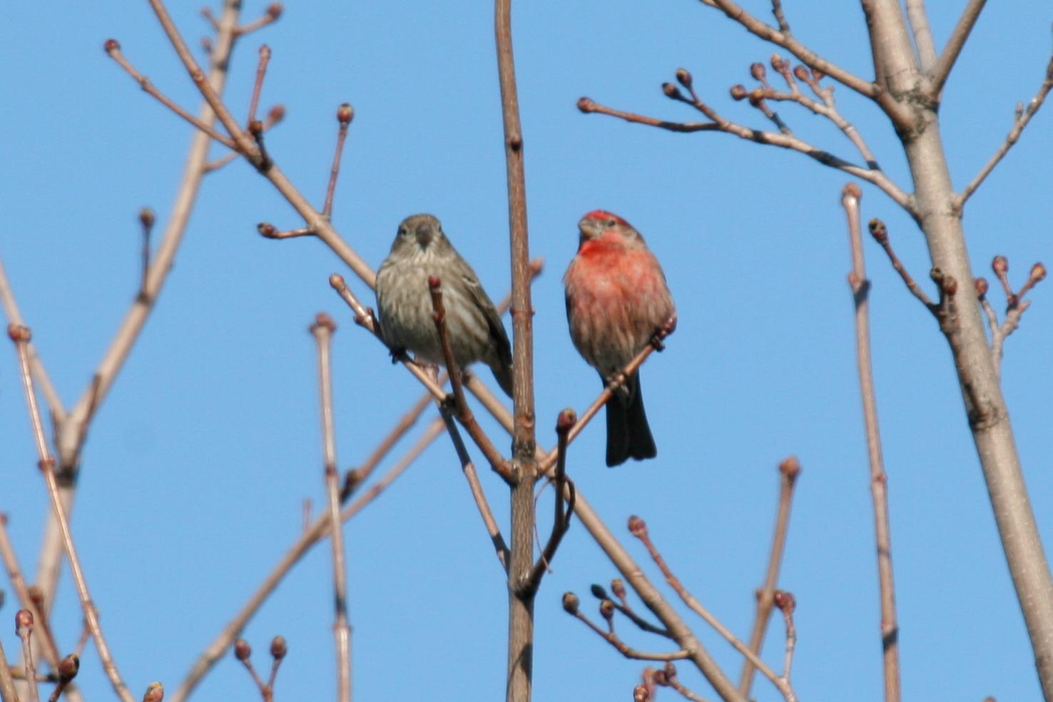 House Finch Photo by Roseanne CALECA