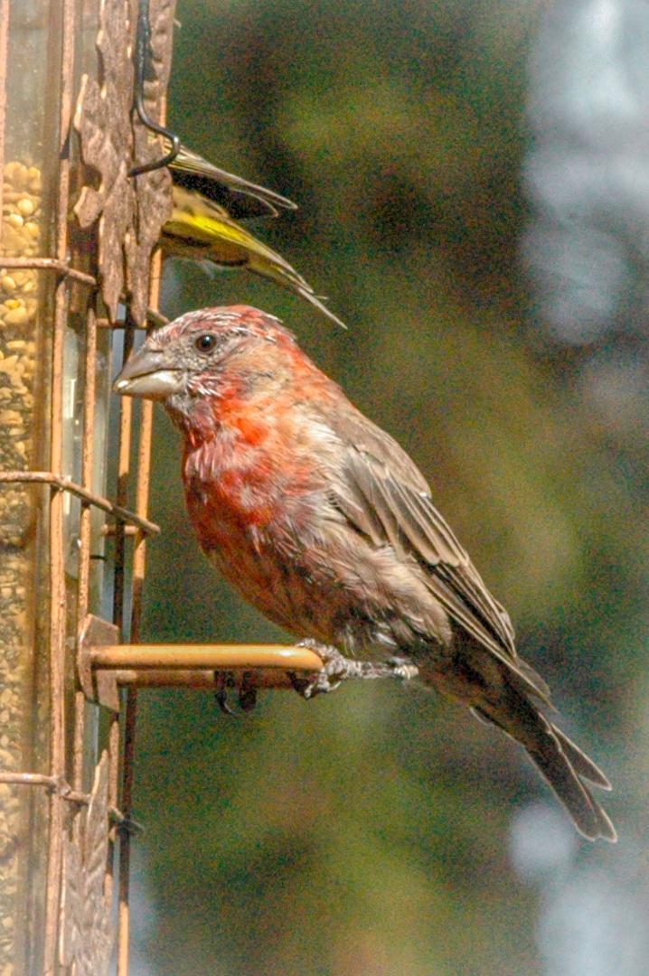 House Finch Photo by Scott Yerges