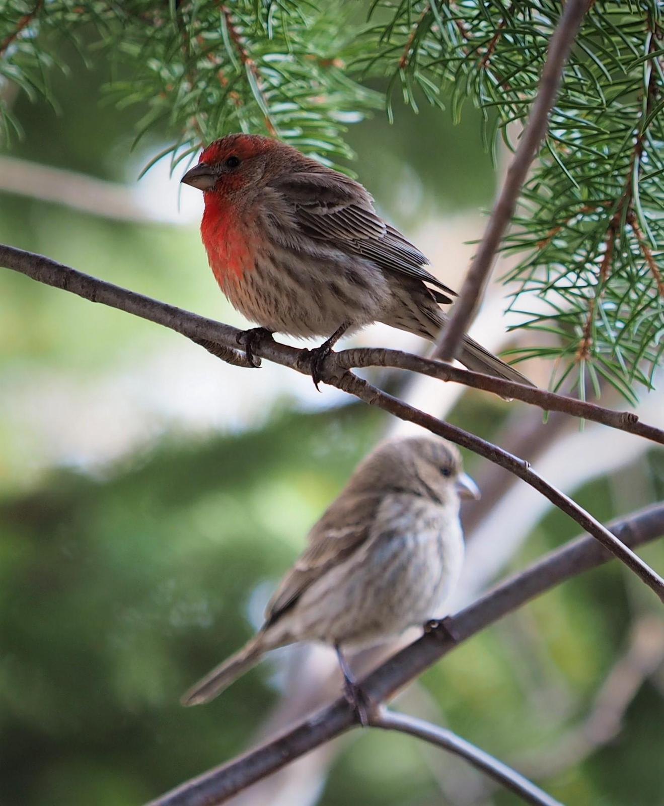 House Finch Photo by Colin Hill