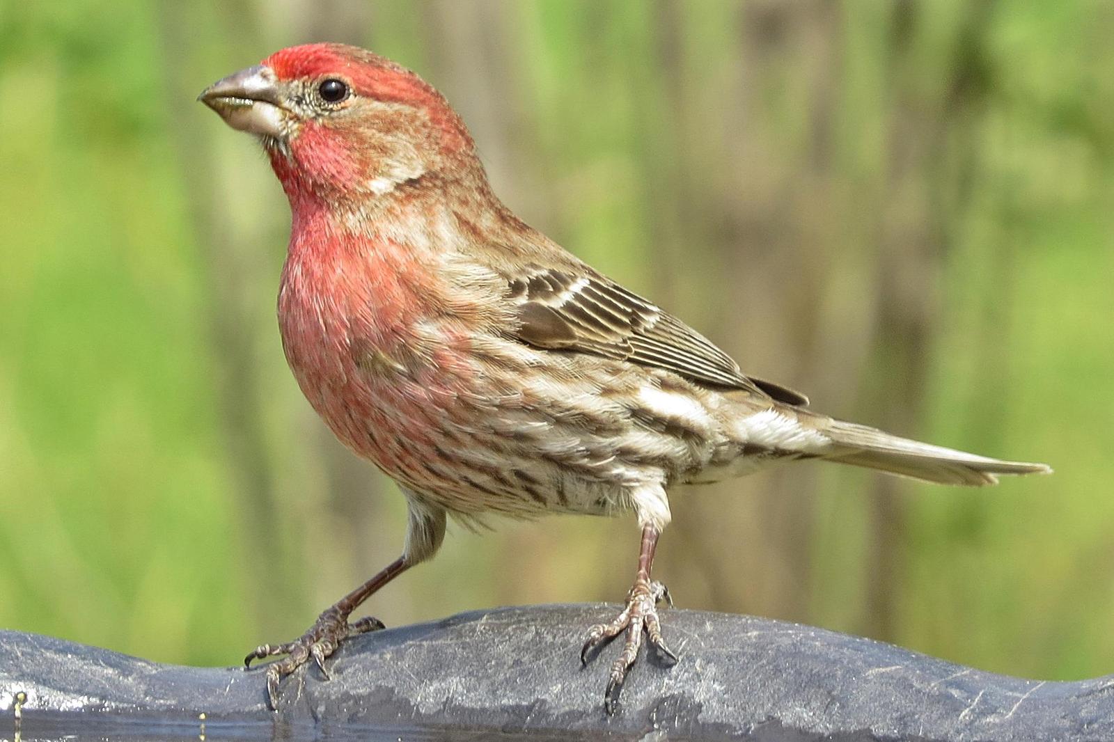 House Finch Photo by Enid Bachman