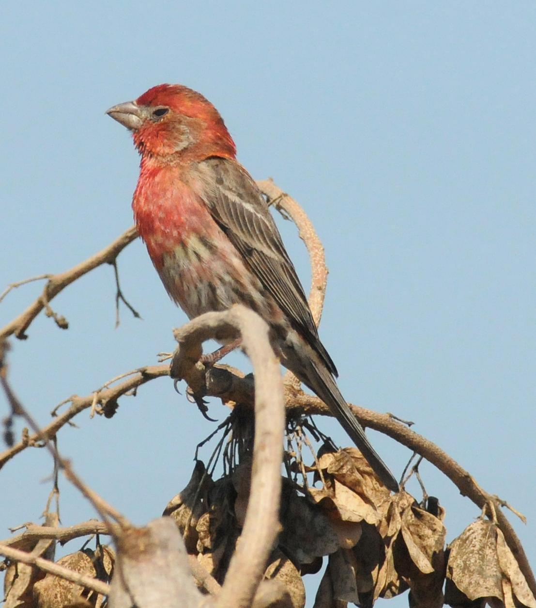 House Finch (Common) Photo by Steven Mlodinow